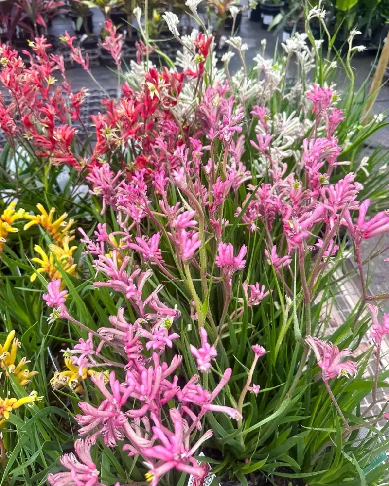 Kangaroo Paw Adds Color Without Messy Leaves Kangaroo Paw Adds Color Without Messy Leaves
