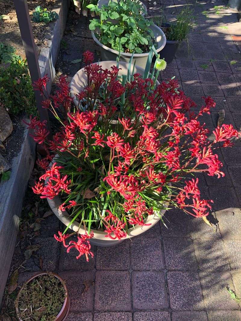 Kangaroo Paw Adds Height To Hot Patio Pots Kangaroo Paw Adds Height To Hot Patio Pots