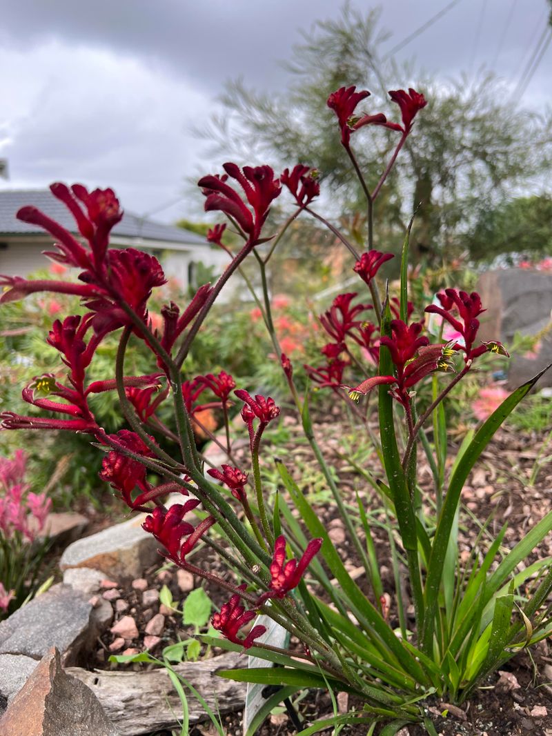 Kangaroo Paw Adds Height Without Much Bulk