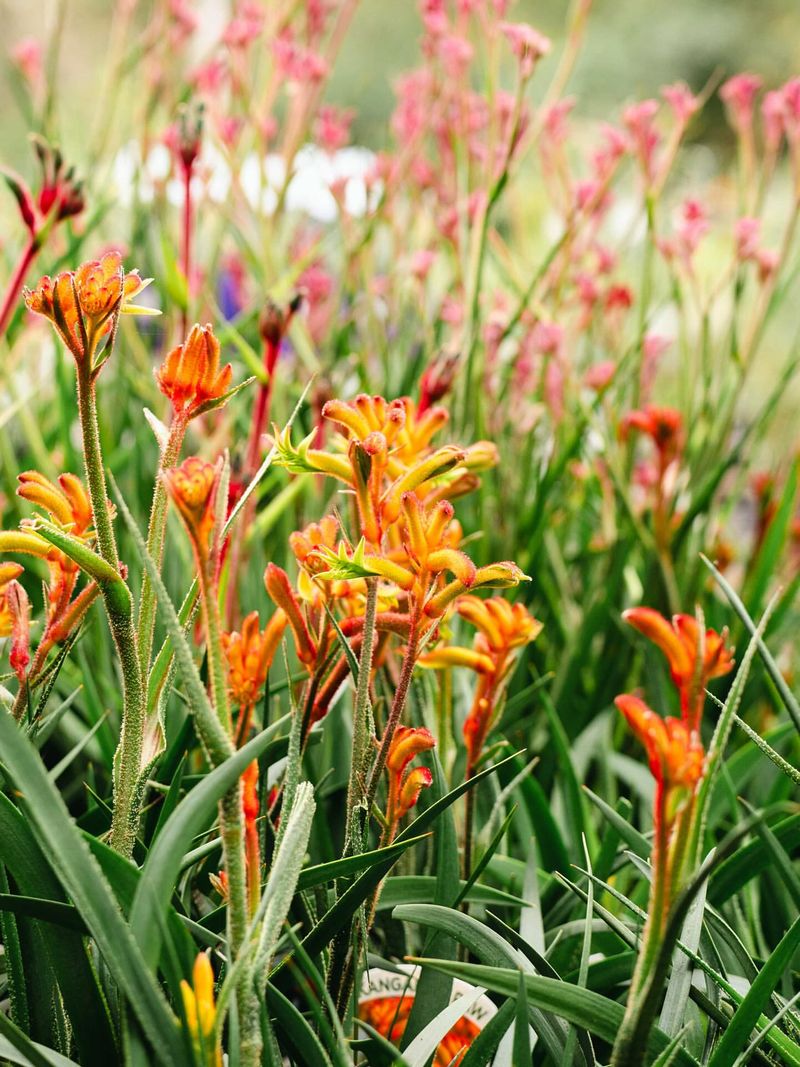 Kangaroo Paw Kangaroo Paw