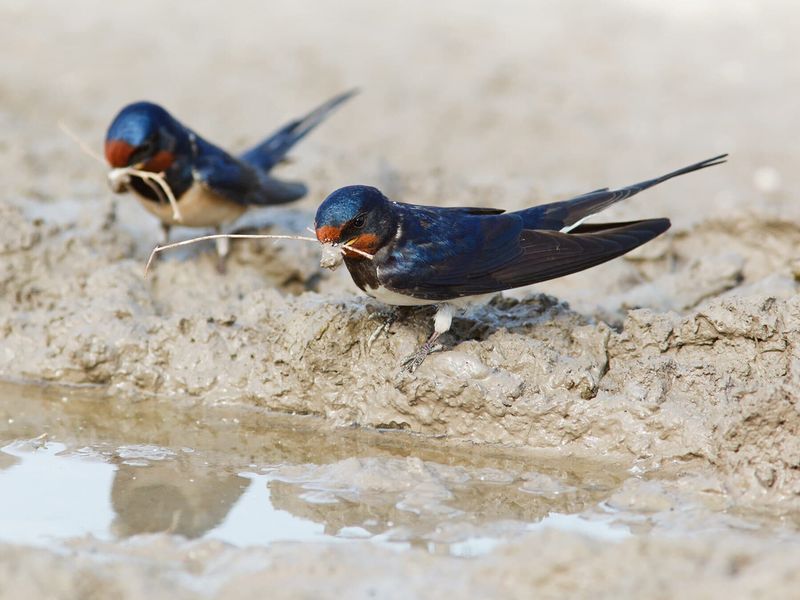 Keep A Muddy Patch Nearby During Nest Building