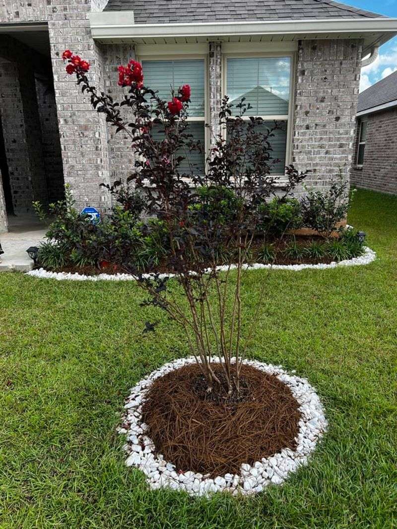Keep A Mulch Layer Around The Root Zone Keep A Mulch Layer Around The Root Zone