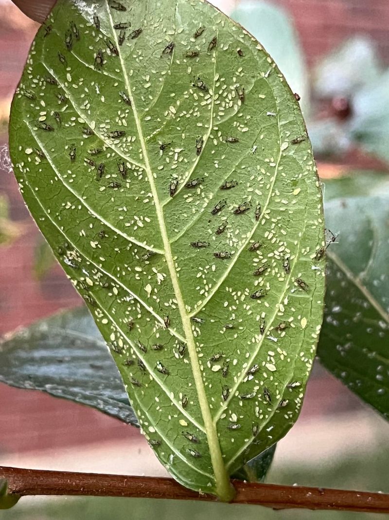Keep An Eye Out For Aphids And Powdery Mildew In June Keep An Eye Out For Aphids And Powdery Mildew In June