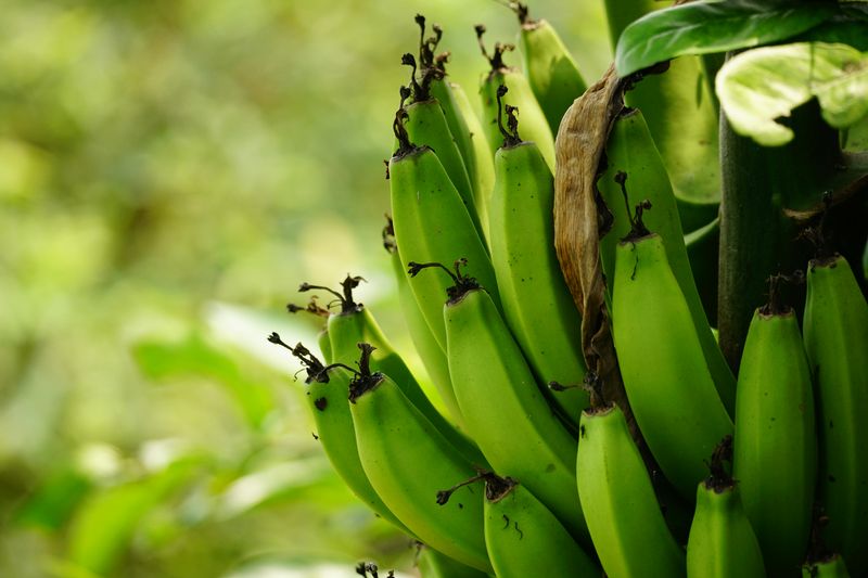 Keep Bananas On Their Warm Season Feeding Schedule