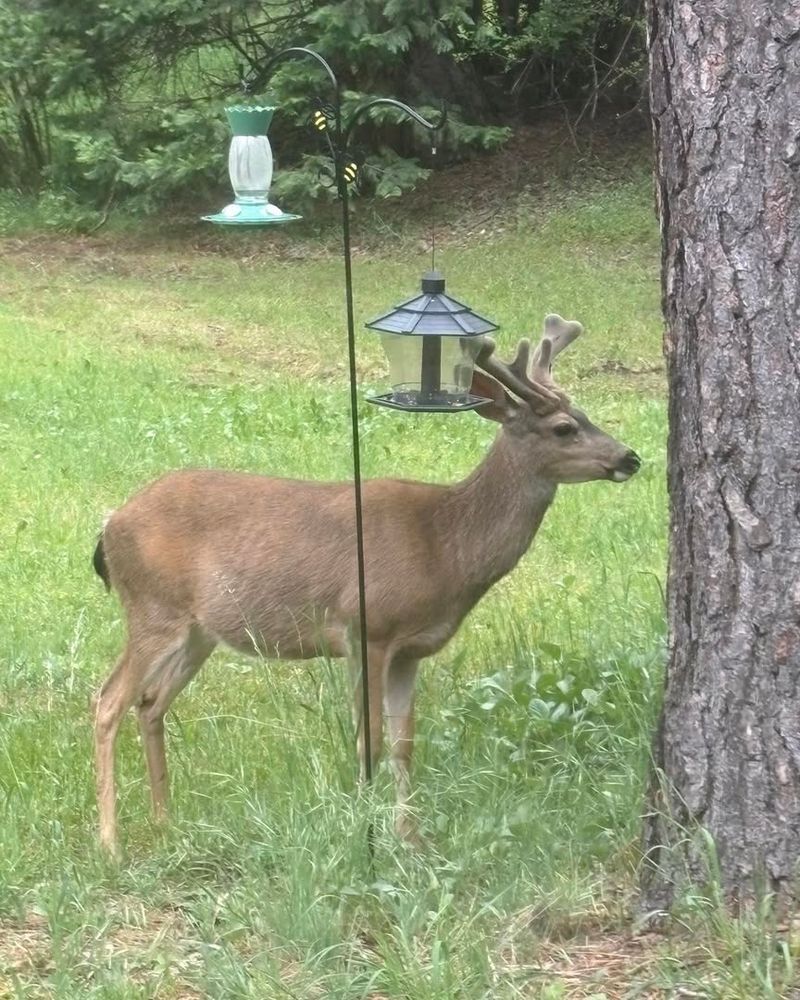 Keep Bird Feeders Clean And Off The Ground