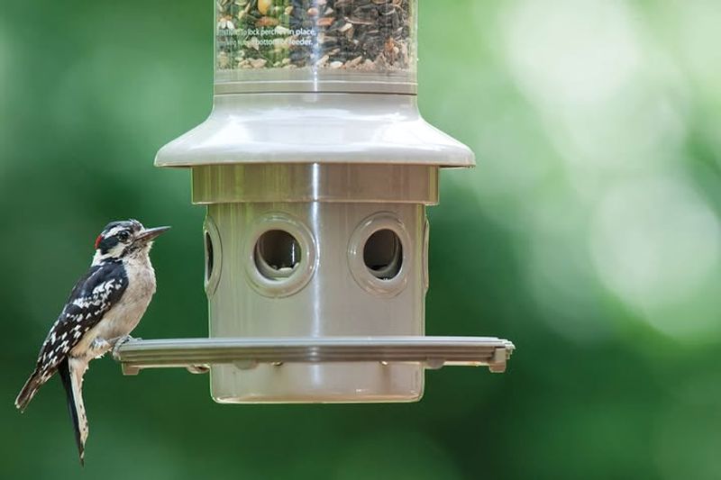 Keep Bird Feeders Stocked With High Fat Seeds Through Heat Keep Bird Feeders Stocked With High Fat Seeds Through Heat