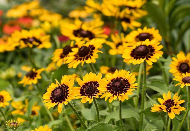 Keep Black-Eyed Susans Blooming With Light Spent-Flower Trimming
