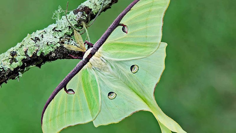 Keep Black Walnut In The Yard For Luna Moth Survival