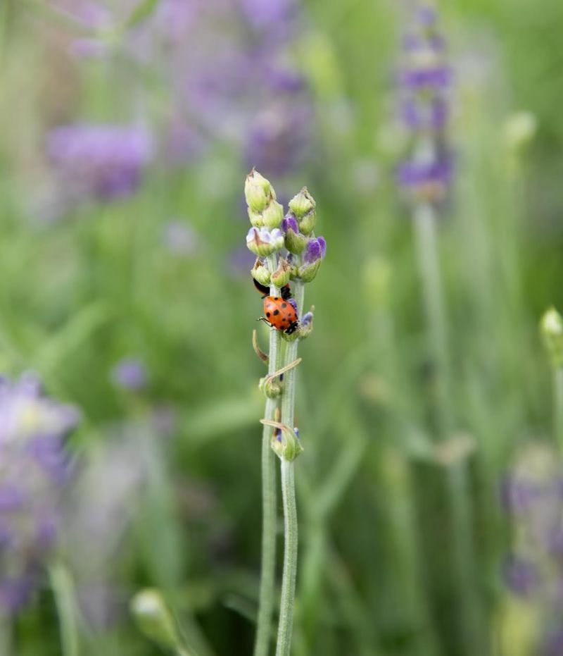 Keep Blooms Going Across The Season
