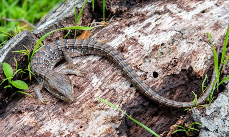 Keep Cats Away From Lizard Habitat