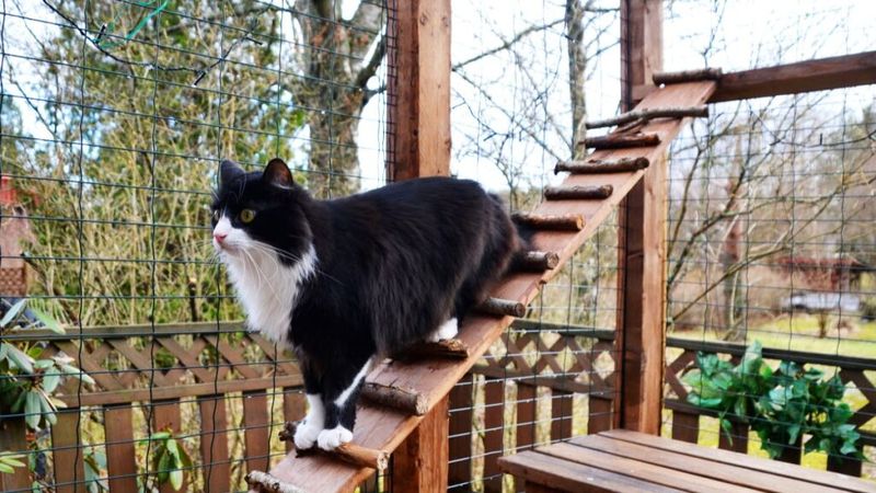 Keep Cats Away From Low Nesting And Feeding Areas