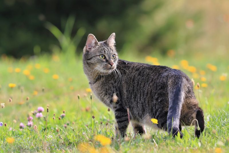 Keep Cats Away From Nesting And Feeding Areas