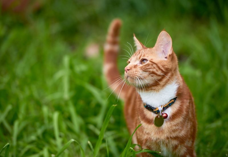 Keep Cats Indoors To Protect Backyard Wildlife