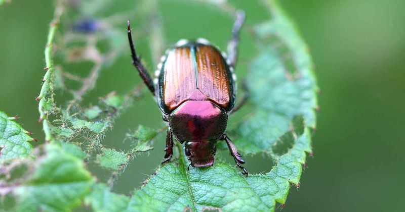 Keep Checking Daily Until Beetle Numbers Drop