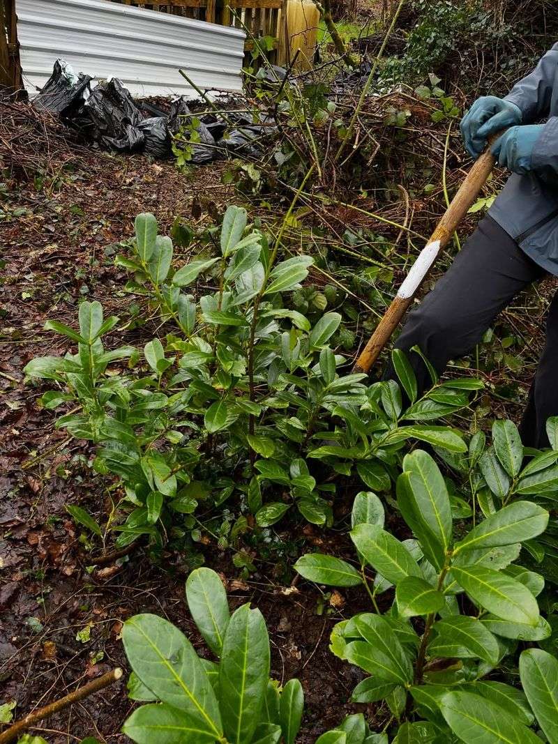 Keep Cherry Laurel Away From The House