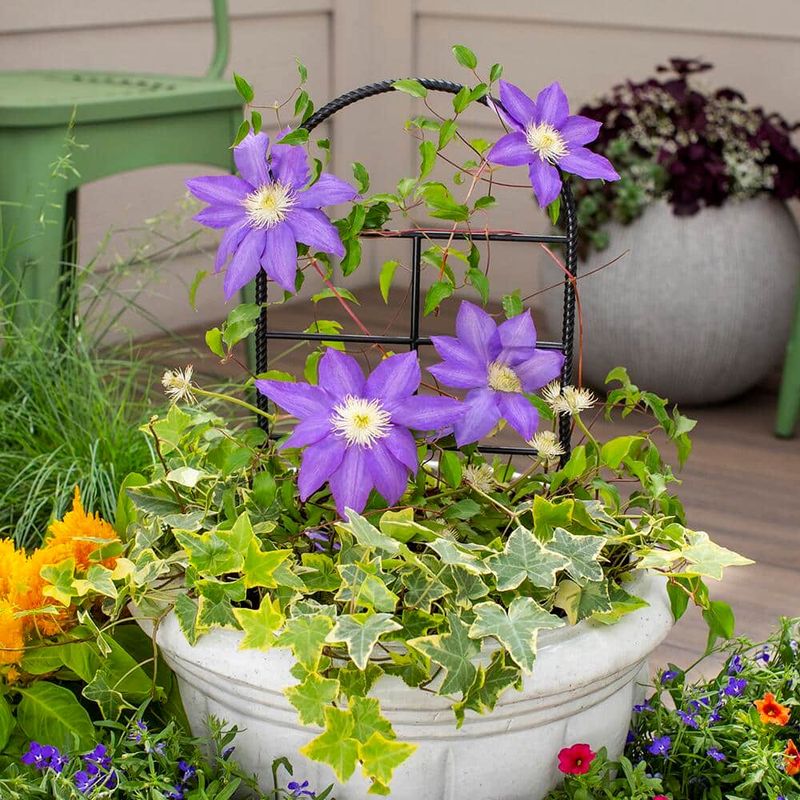 Keep Clematis Roots Cool Before July Heat Keep Clematis Roots Cool Before July Heat
