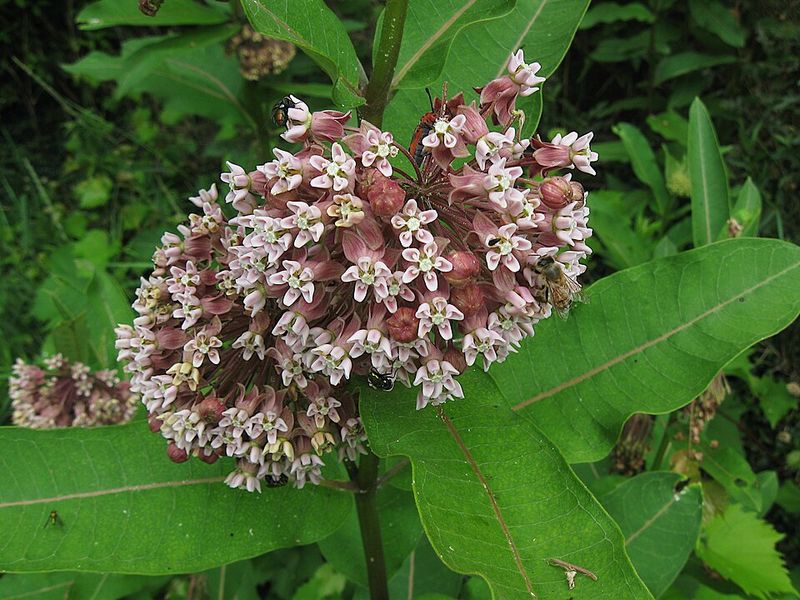 Keep Common Milkweed From Taking Over Small Beds Keep Common Milkweed From Taking Over Small Beds