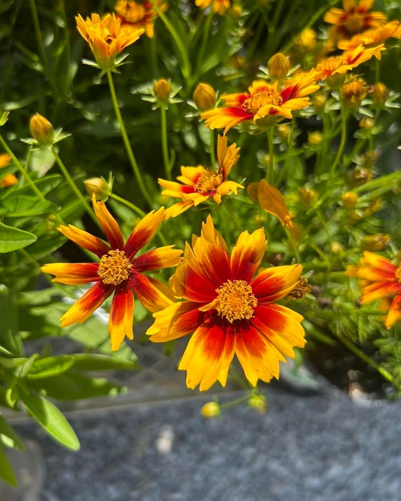 Keep Coreopsis Going By Removing Faded Flowers