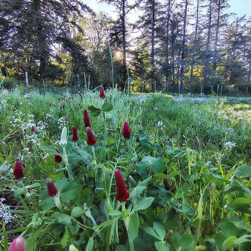 Keep Cover Crops From Setting Seed Keep Cover Crops From Setting Seed