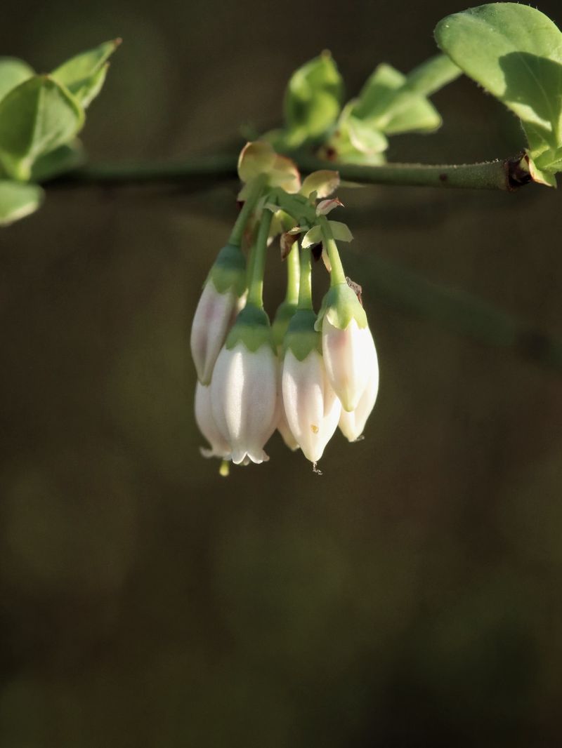 Keep Early Flowers Around Blueberries Keep Early Flowers Around Blueberries