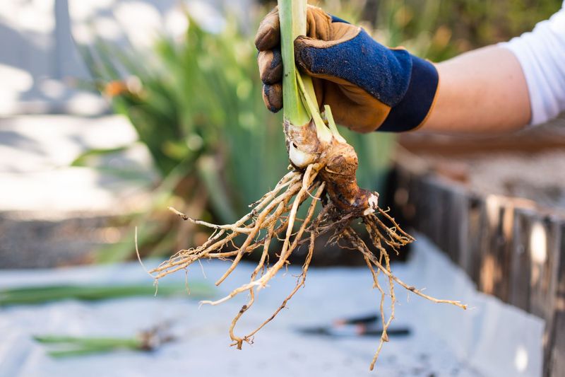 Keep Firm Healthy Rhizome Sections Keep Firm Healthy Rhizome Sections