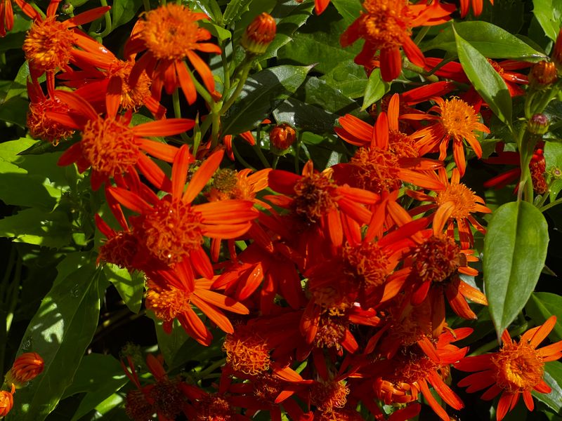 Keep Flame Vine From Climbing Too Far Keep Flame Vine From Climbing Too Far