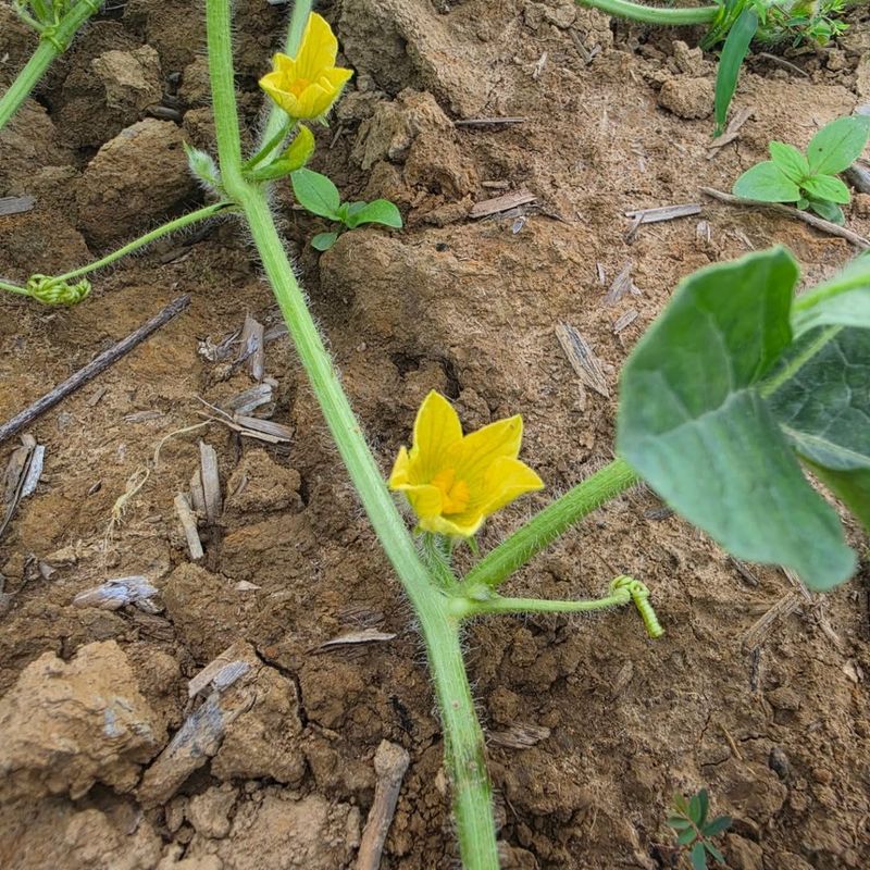 Keep Flowers Open For Pollinators Keep Flowers Open For Pollinators
