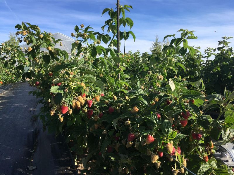 Keep Fresh Primocanes For Next Year Keep Fresh Primocanes For Next Year