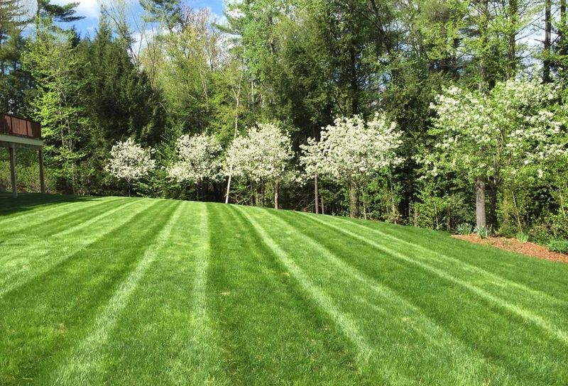 Keep Grass Short And Well-Trimmed Keep Grass Short And Well-Trimmed