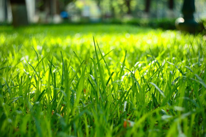 Keep Grass Tall To Shade And Protect Soil