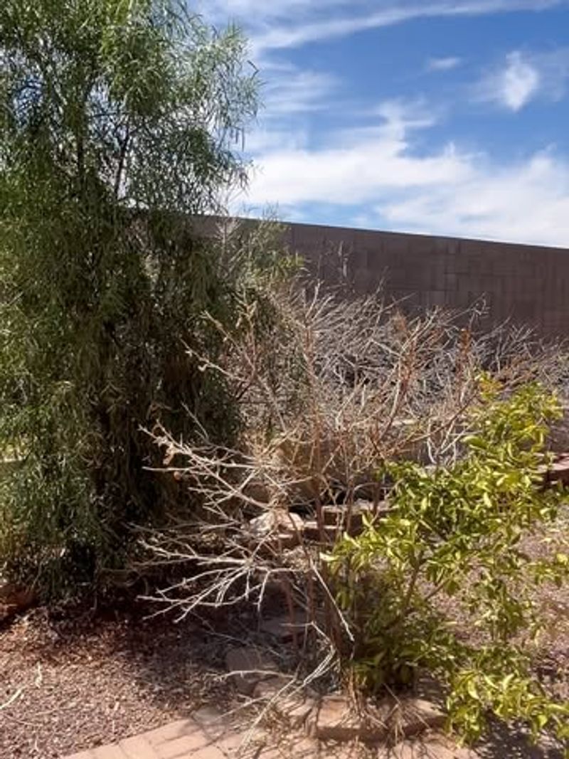 Keep Ground Covers And Dense Shrubs Properly Trimmed