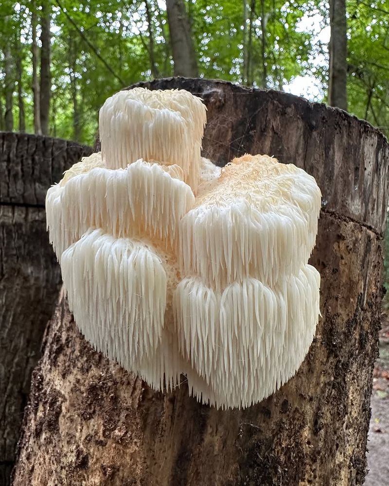 Keep Growing Separate From Foraging