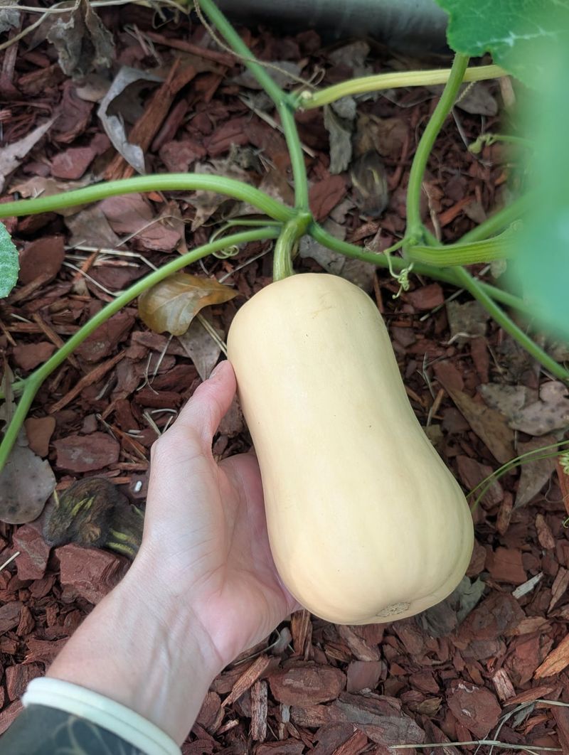 Keep Harvesting To Keep The Plant Open And Productive Keep Harvesting To Keep The Plant Open And Productive