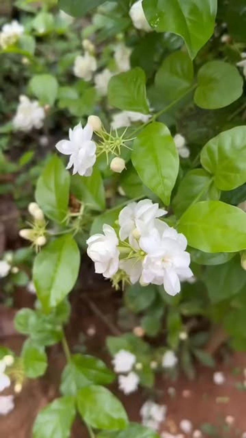 Keep Healthy New Growth For The Next Flower Flush