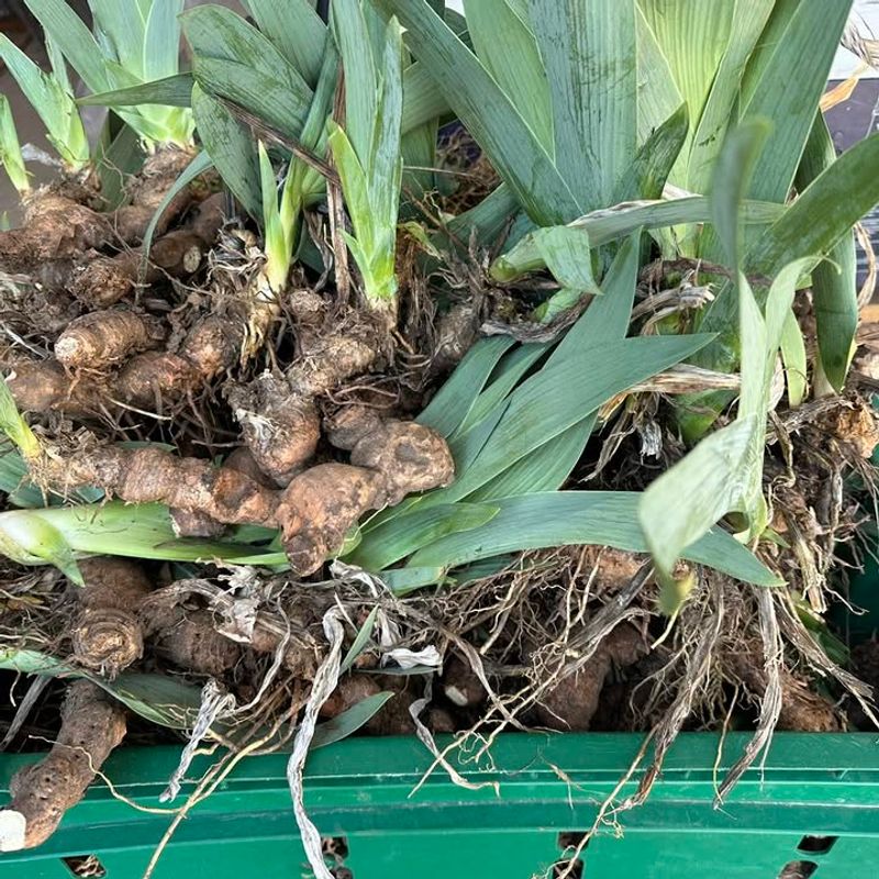 Keep Heavy Mulch Away From The Rhizome