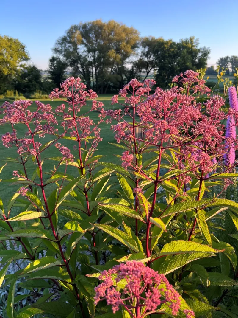 Keep It In Sun For Stronger Flower Clusters