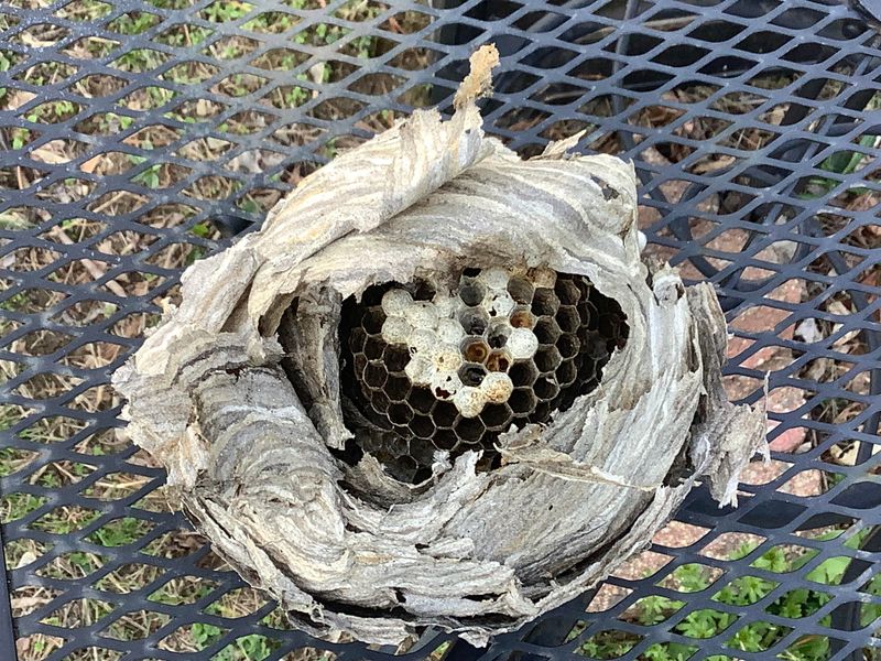 Keep Kids And Pets Away From The Nesting Area Keep Kids And Pets Away From The Nesting Area