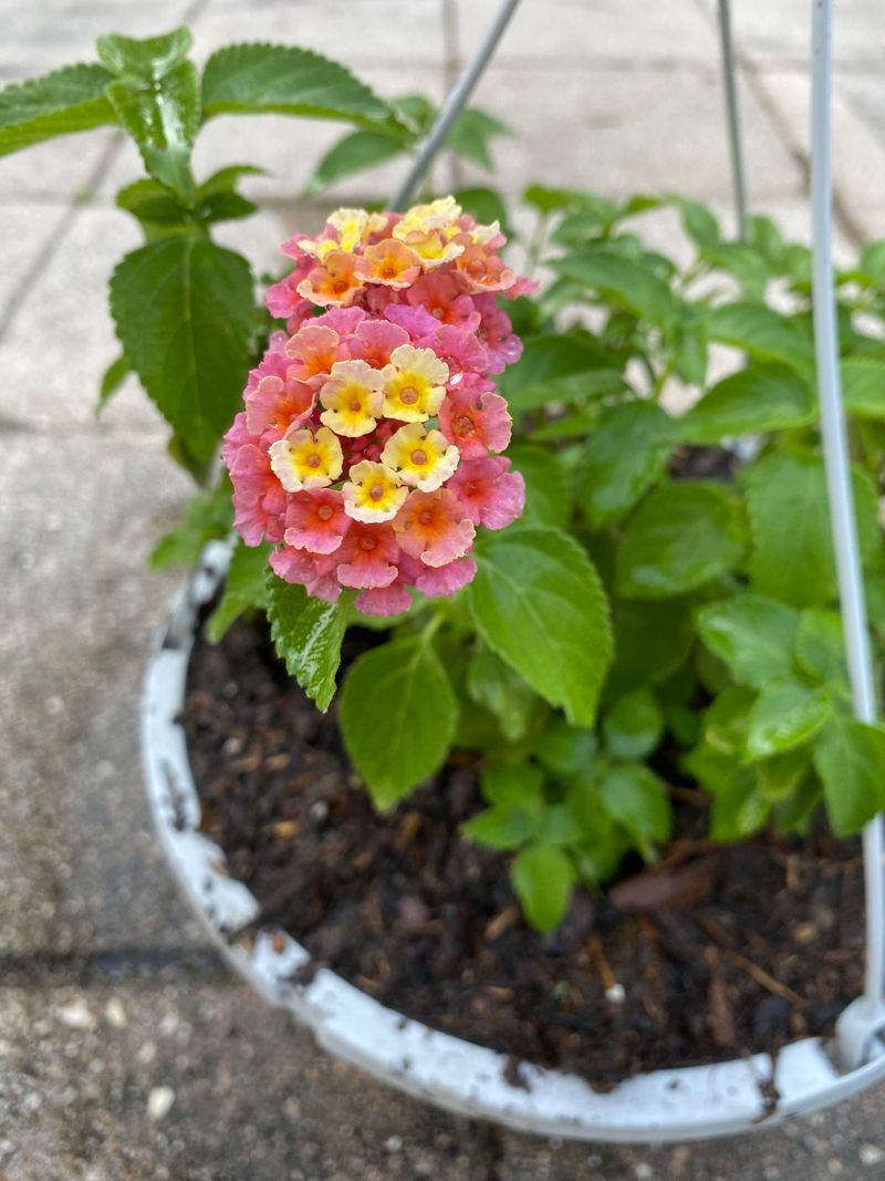 Keep Lantana Compact Without Shearing It Into A Ball Keep Lantana Compact Without Shearing It Into A Ball