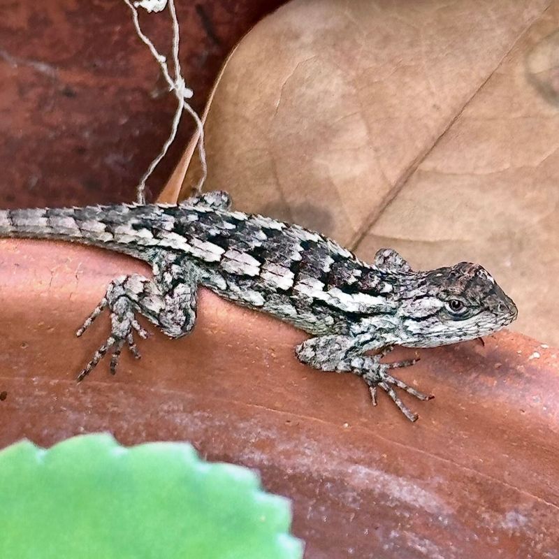 Keep Leaf Litter And Logs In Limited Wildlife Corners