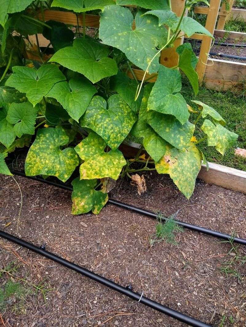 Keep Leaves Dry To Reduce Mildew Keep Leaves Dry To Reduce Mildew