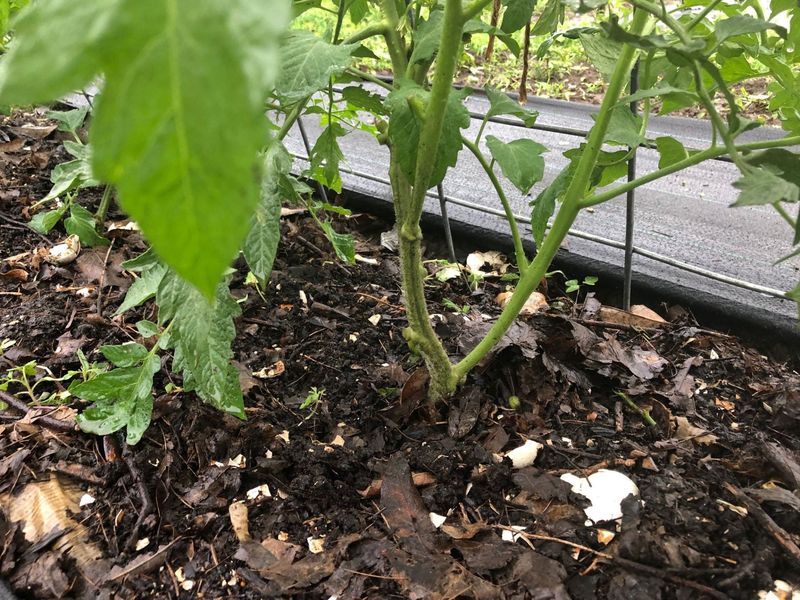 Keep Leaves Off The Soil To Slow Disease Splash