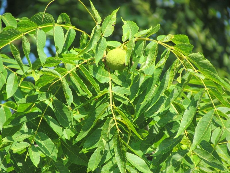 Keep Mature Hickory And Walnut In The Yard Keep Mature Hickory And Walnut In The Yard