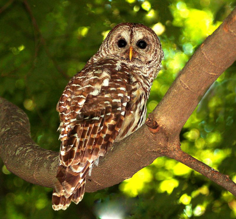 Keep Mature Trees For Perches And Nesting Cavities