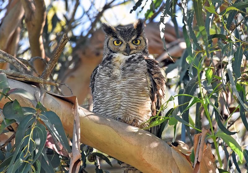 Keep Mature Trees Where Great Horned Owls Can Perch