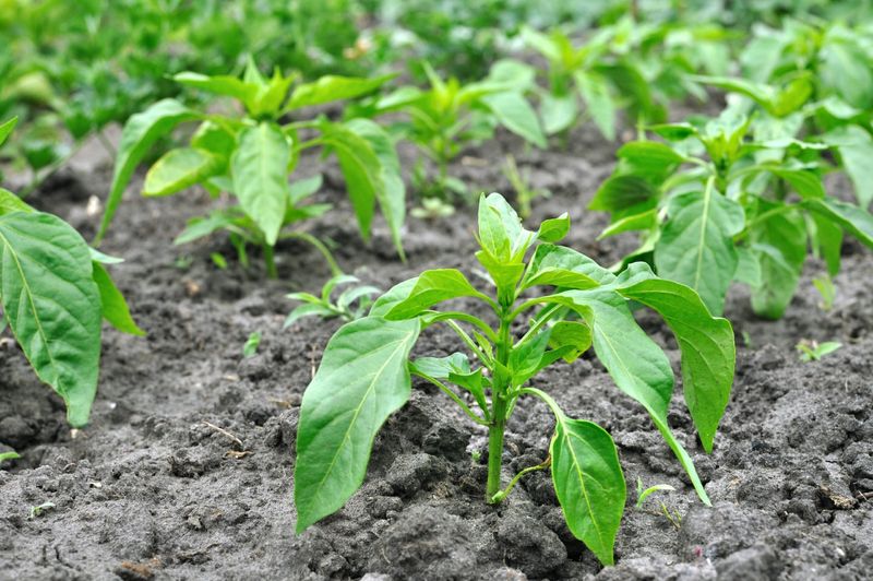 Keep Moisture Consistent