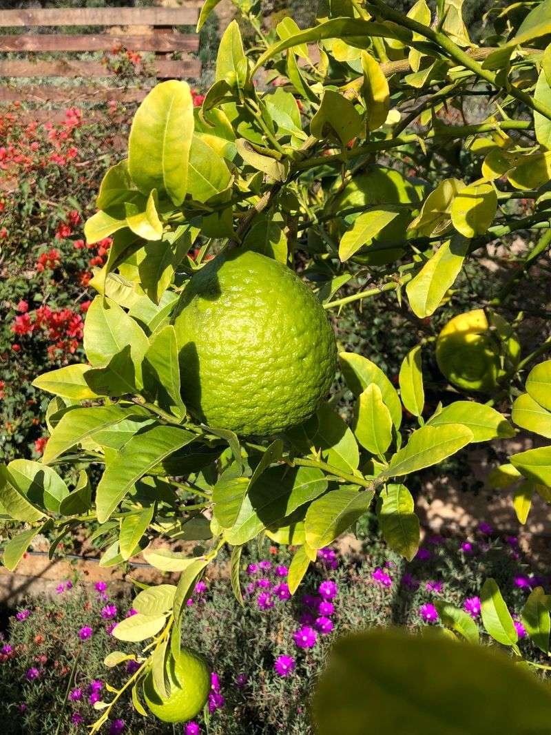 Keep Moisture Steady While Fruit Is Sizing Up