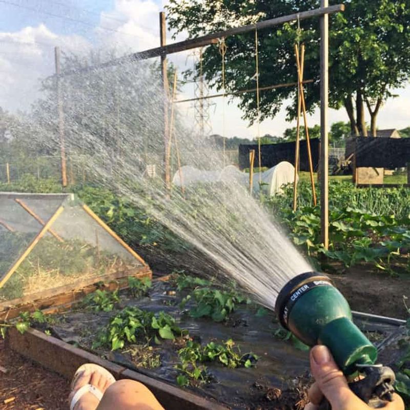 Keep Moisture Steady While Plants Establish