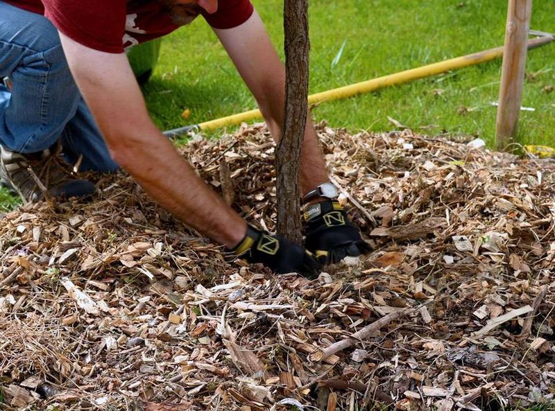 Keep Mulch Away From Plant Stems Keep Mulch Away From Plant Stems
