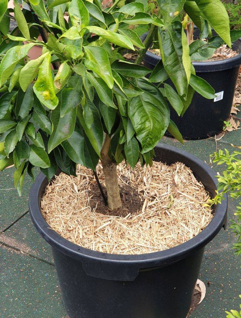 Keep Mulch Away From The Trunk