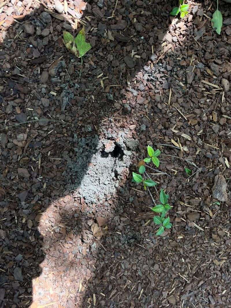 Keep Mulch Beds Less Bug Friendly Near The House
